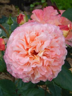Троянда чайно-гібридна Augusta Luise (1 шт)