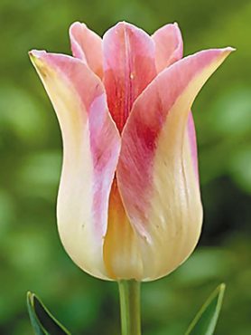 Тюльпани Лілеєцвіті Elegant Lady 10/11 (20 шт)