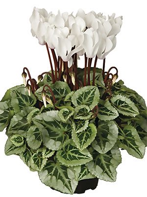 Цикламен среднецветковый Super Picasso Cream White F1    (1 шт)
