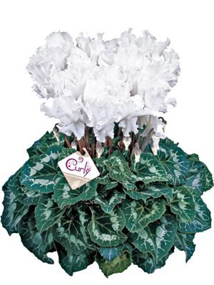 Цикламен Halios Curly Blanc F1 (1 шт) - 1