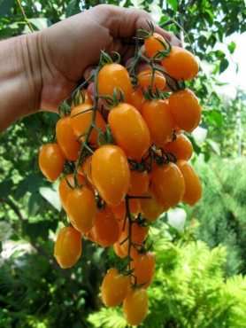 Томат Золоті пальчики  (0,3 г)