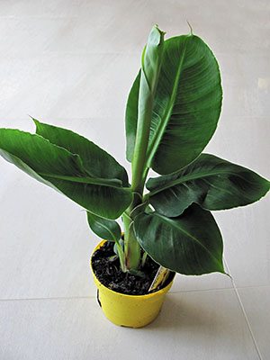 Банан загострений Tropicana (1 шт)