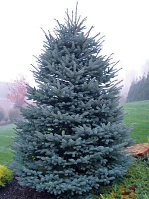 Ель колючая Glauca Arizona (1 шт)