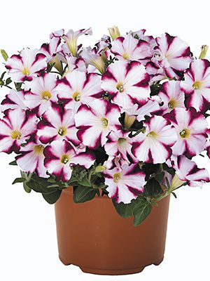 Петуния полуампельная Sweetunia Purple Star (3 шт) - 1