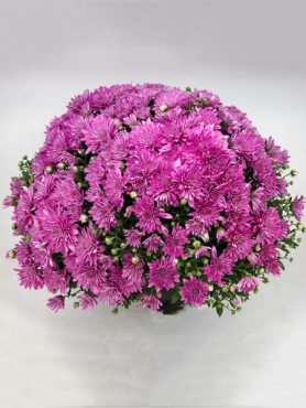 Хризантема дрібноквіткова низькоросла Branangel Pink (3 шт)