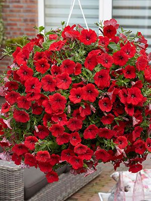 Петуния ампельная Surfinia Deep Red (6 шт)