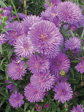 Астра новобельгийская Henry I Purple (1 шт)