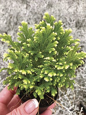 Селагинелла Мартенса Variegata (1 шт)