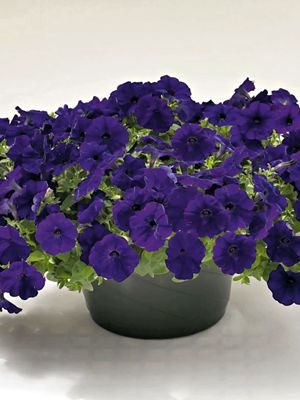 Петуния полуампельная Success синяя (5 шт)