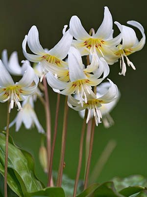 Еритроній відвернений White Beauty (1 шт) - 1