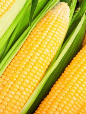 Кукурудза овочева цукрова Цукровий Потік, суперсолодка (5 г)