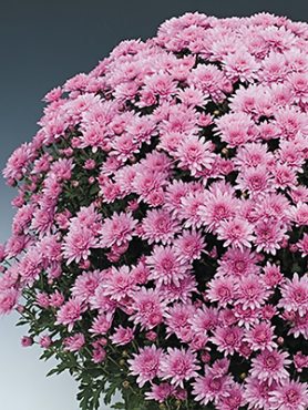 Хризантема мелкоцветковая низкорослая Bransound Pink (9 шт)