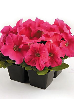 Петунія крупноквіткова Ez Rider Pink (10 шт)