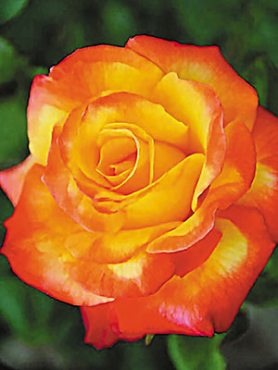 Роза плетистая Color Miracle (1 шт)