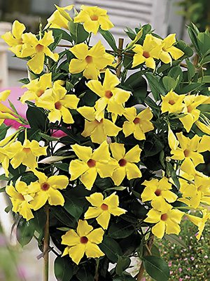 Дипладения Bloom Bells Yellow (1 шт) - 1