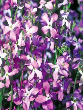 Матіола (Нічна фіалка) (2,00 г)
