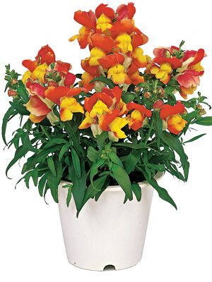 Львиный зев большой Floral Showers Bicolor Apricot F1 (15 шт)