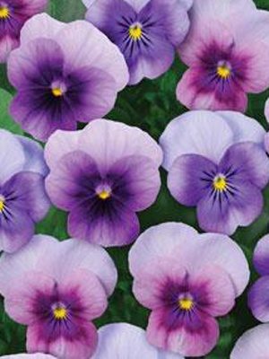 Фиалка рогатая Sorbet Beaconberry F1, смесь (12 шт)