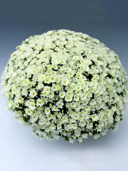 Хризантема дрібноквіткова низькоросла Branroyal White (3 шт) - 1