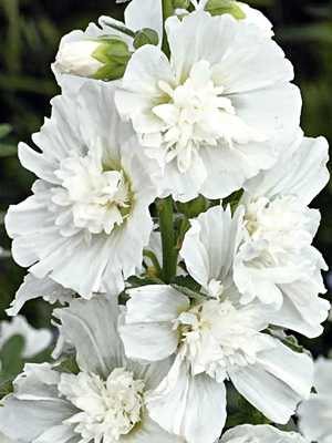 Мальва (шток-роза) Spring Celebrities White (5 шт)