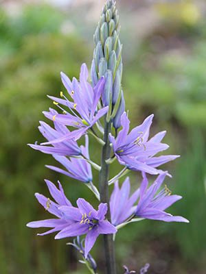 Камассия Лейхтлина Caerulea 12/14 (1 шт) - 1