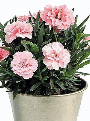 Гвоздика садовая Oscar Pink (3 шт) - 1