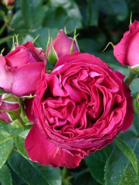 Троянда шраб Red Eden Rose (1 шт)