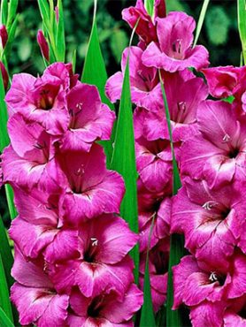 Гладіолус садовий Fidelio 12/14 (5 шт)