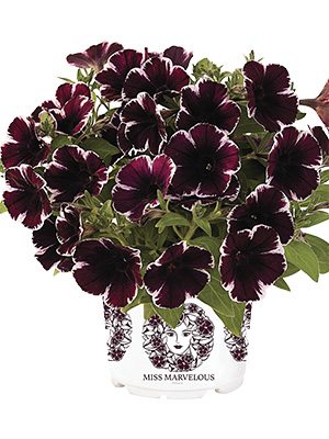 Петуния полуампельная Sweetunia Miss Marvelous (3 шт) - 1