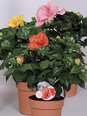 Гибискус китайский Fiori, смесь (3 шт) осень