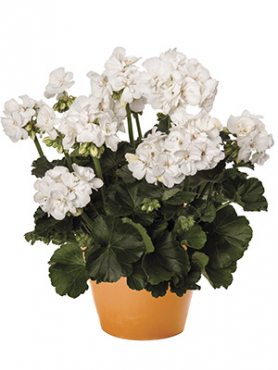 Пеларгония зональная Savannah White (1 шт)