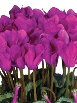 Цикламен миниатюрный Metis Violet Decora F1 (1 шт)