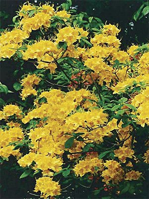 Рододендрон х Knap Hill Yellow Pom Pom(1 шт) - 1