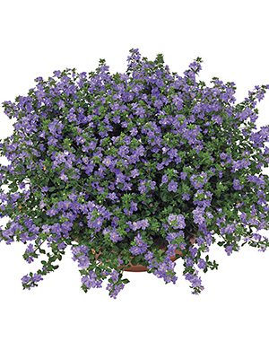 Бакопа Double Indigo Blue (3 шт)