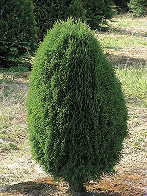 Туя западная Green Egg(1 шт)