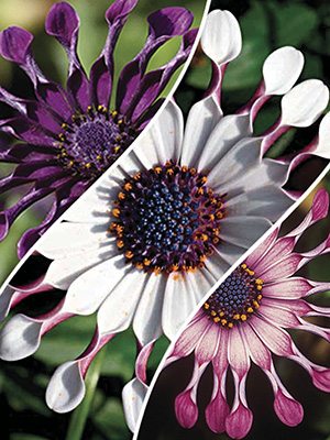 Остеоспермум FlowerPower Spider, mix (6 шт) - 1