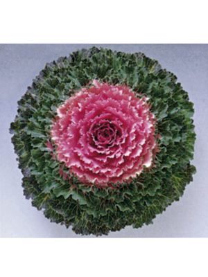 Капуста декоративная Song Bird Pink F1 (10 шт)