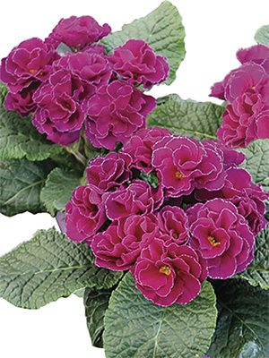 Первоцвіт звичайний (акауліс) Rubens Purple F1 - 1