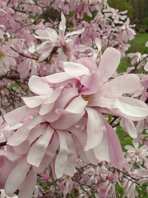 Магнолія зірчаста Rosea