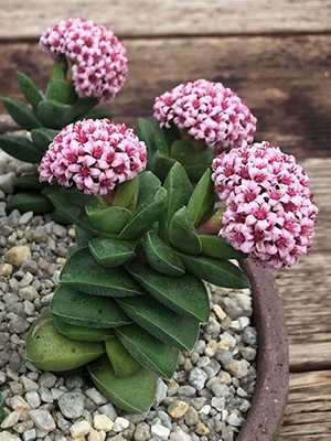 Товстолист скельний Springtime (1 шт)