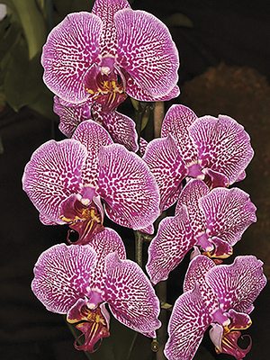 Фаленопсис гібридний Fusheng Pink Pearl x Yushan Mongo (1 шт)