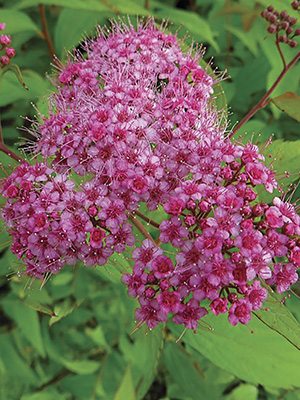Спирея японская Macrophylla (1 шт)