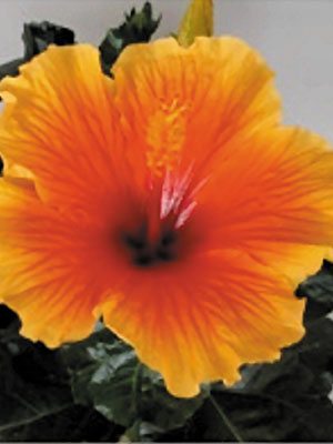 Гібіскус китайський Fiori Grande Evora (1 шт)