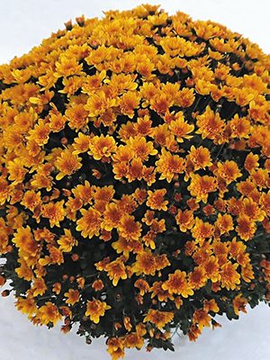 Хризантема дрібноквіткова низькоросла Branvevus (9 шт) - 1