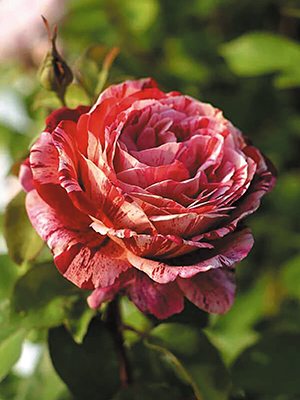 Троянда чайно-гібридна Ottavio Missoni (1 шт) - 1