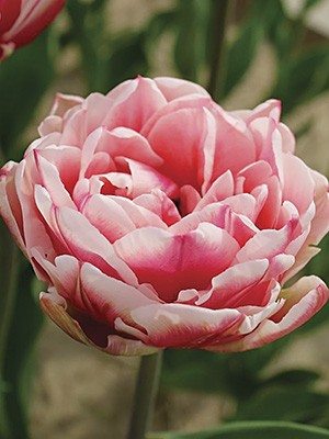 Тюльпаны Махровые ранние Fantasy Lady 10/11 (20 шт) - 1