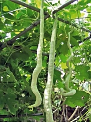 Тыква бутылочная Snake (20 шт)