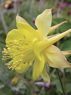 Водозбір золотистоцветковый Yellow Queen (3 шт) - 1