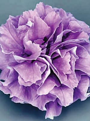 Петуния ампельная Surfinia Double Lilac (1 шт)
