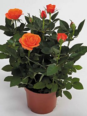 Роза горшечная Bling Orange Star (1 шт)
